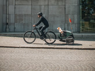 Un homme fait du vélo avec un chien dans une remorque.
